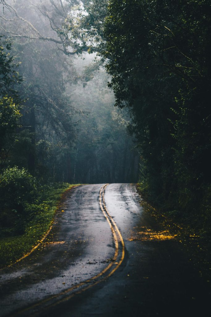 A misty forest road with striking fog and wet asphalt, ideal for scenic journeys.